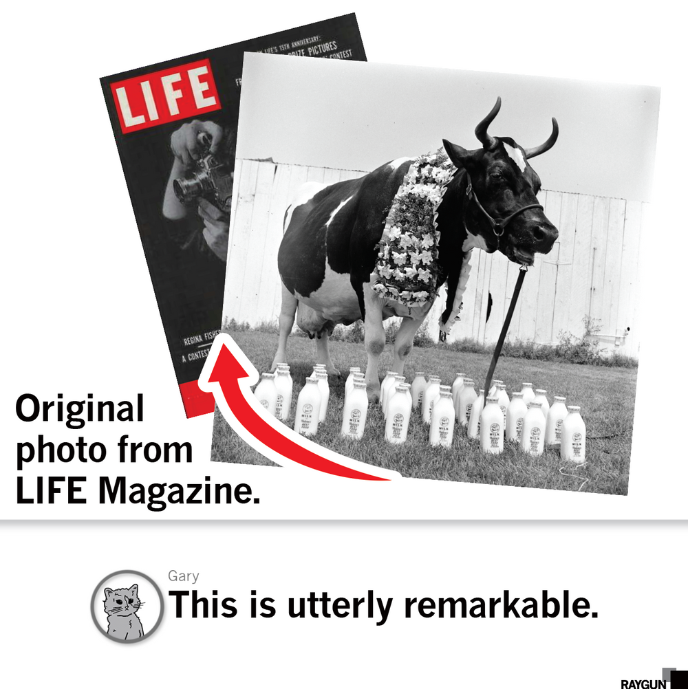 LIFE Magazine: Cow